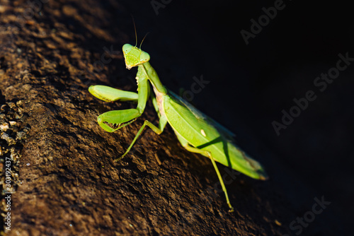 Close-up of big green Mantis