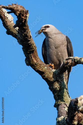 A Mississippi Kite eating a cicada.