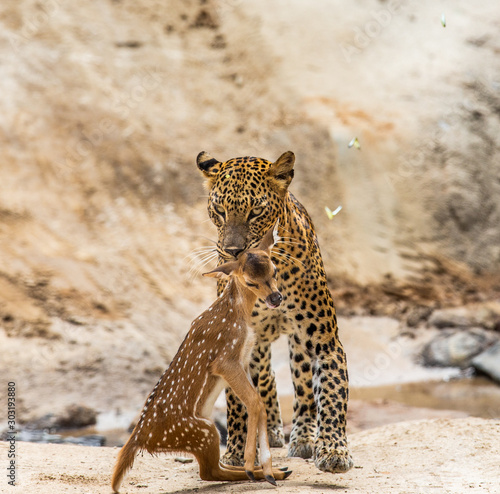 Leopard with prey is on the road. Very rare shot. Sri Lanka. Yala National Park