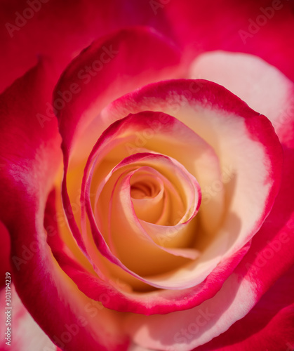 Close Up of Beautiful Double Delight Hybrid Tea Rose - Selective Focus Background