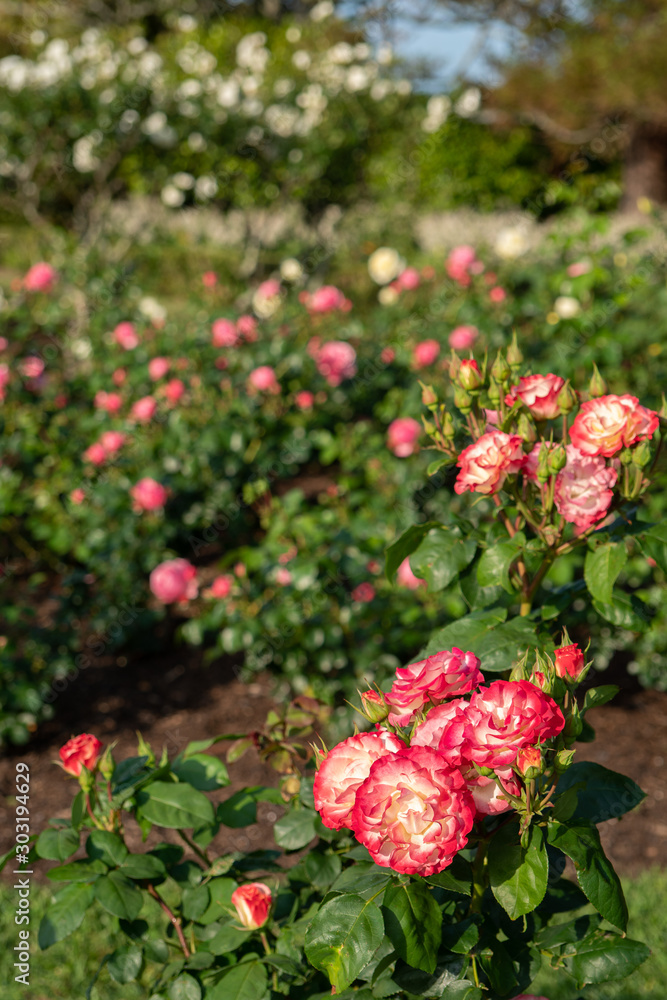 Beautiful Tropical Delight Floribunda Rose in Garden Selective Focus with Copy Space
