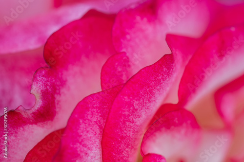 Close Up of Raspberry Ice Floribunda Rose Petals, Abstract Background, Selective Focus Macro