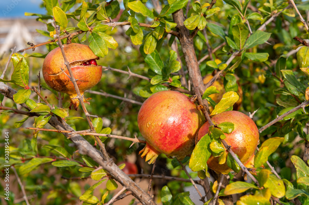 Pomegranate, small fruit tree with its fruit, the pomegranate. Pomegranate, small fruit tree with its fruit, the pomegranate.