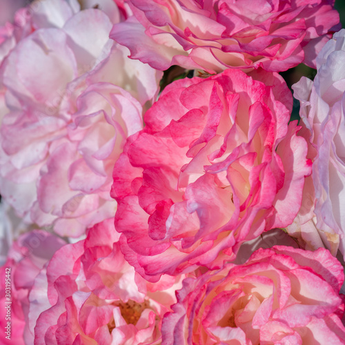 Close Up of Raspberry Ice Floribunda Roses in Afternoon Sunlight  Selective Focus