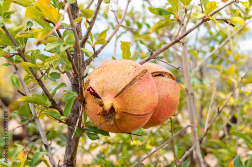 Pomegranate, small fruit tree with its fruit, the pomegranate. photo