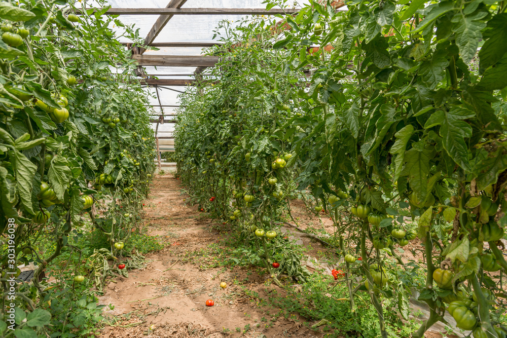 Pachino, Sicily, clusters of green tomatoes in greenhouses