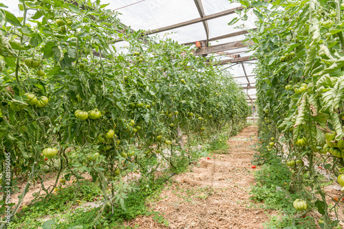 Pachino, Sicily, clusters of green tomatoes in greenhouses