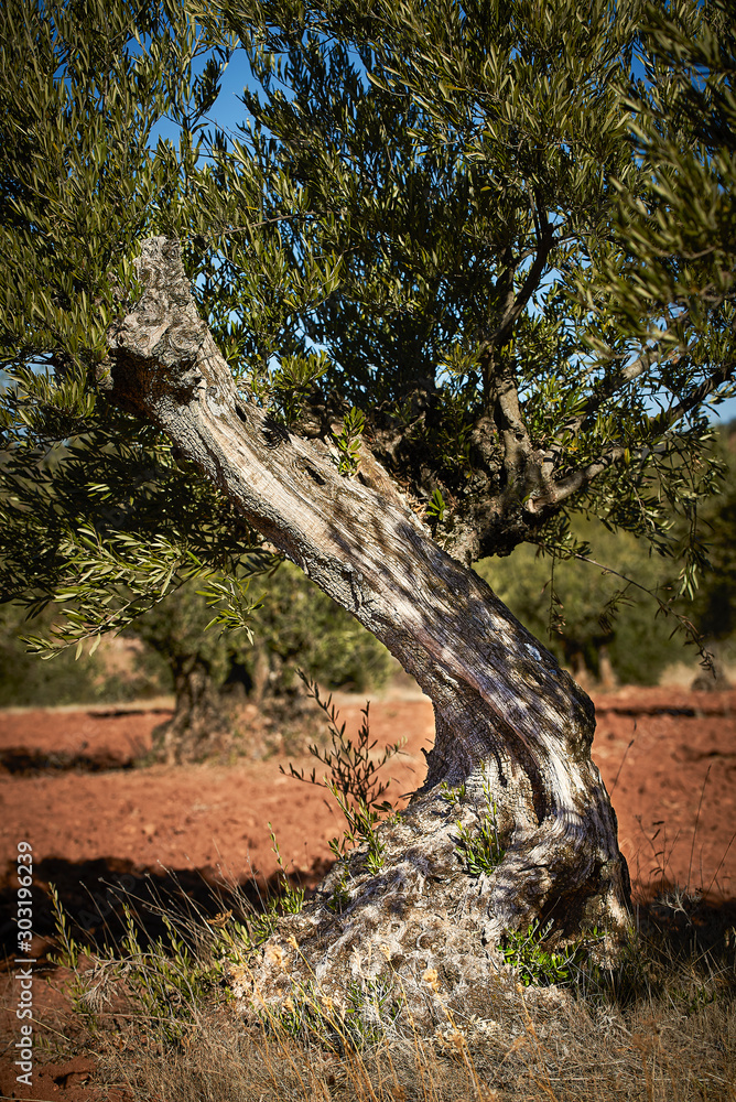 Tronco de Olivo viejo Tronco de Olivo viejo