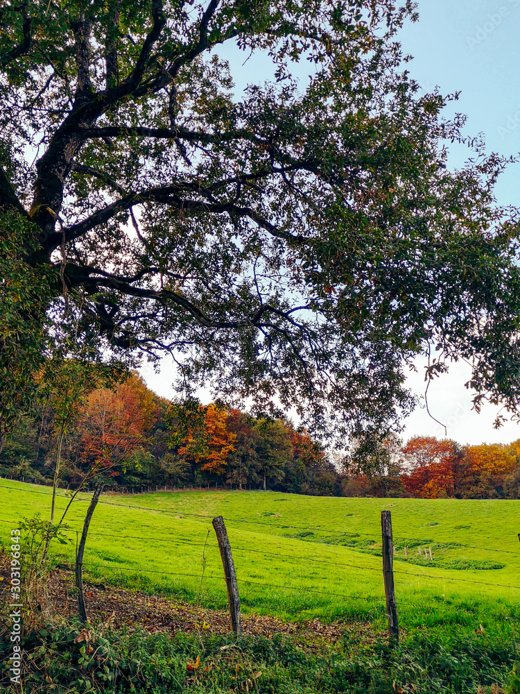Fototapeta premium autumn in the park