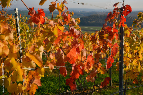 Colorful vineyard in Hohenhaslach, Stromberg photo