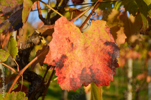 Colorful vineyard in Hohenhaslach, Stromberg photo