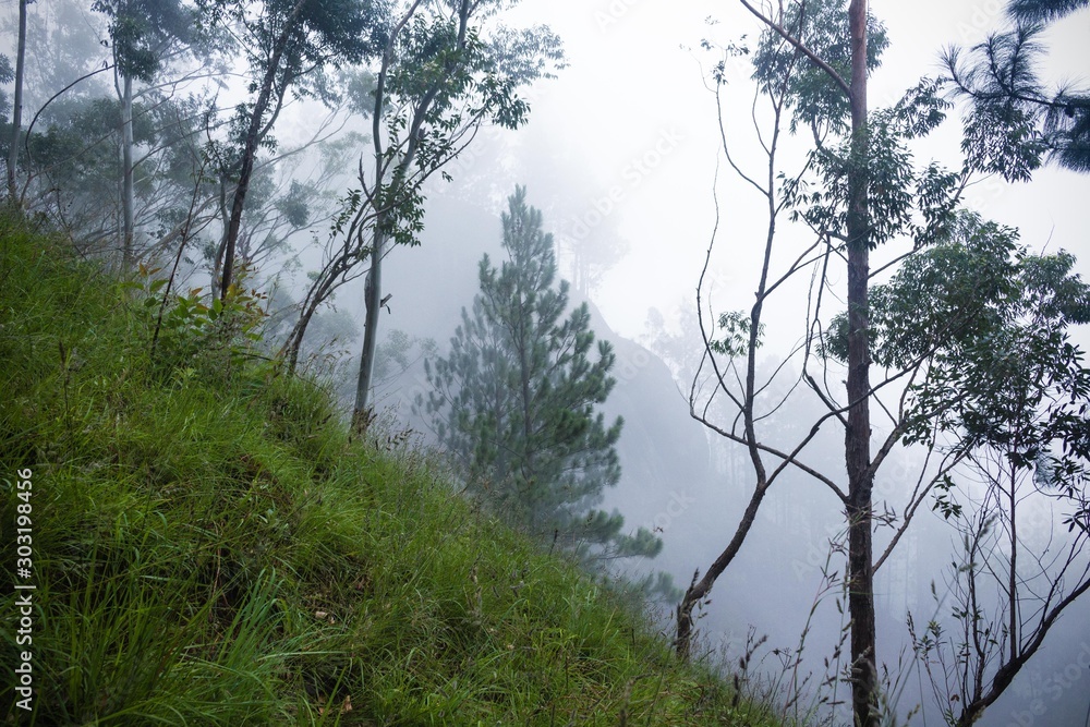 View of mist inside a mountain jungle View of mist inside a mountain jungle