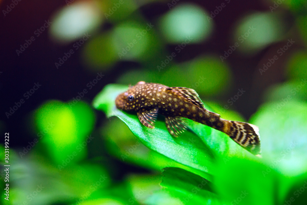 Fish Ancistrus Ancistrus dolichopterus in a home freshwater aquarium. Fish Ancistrus Ancistrus dolichopterus in a home freshwater aquarium.