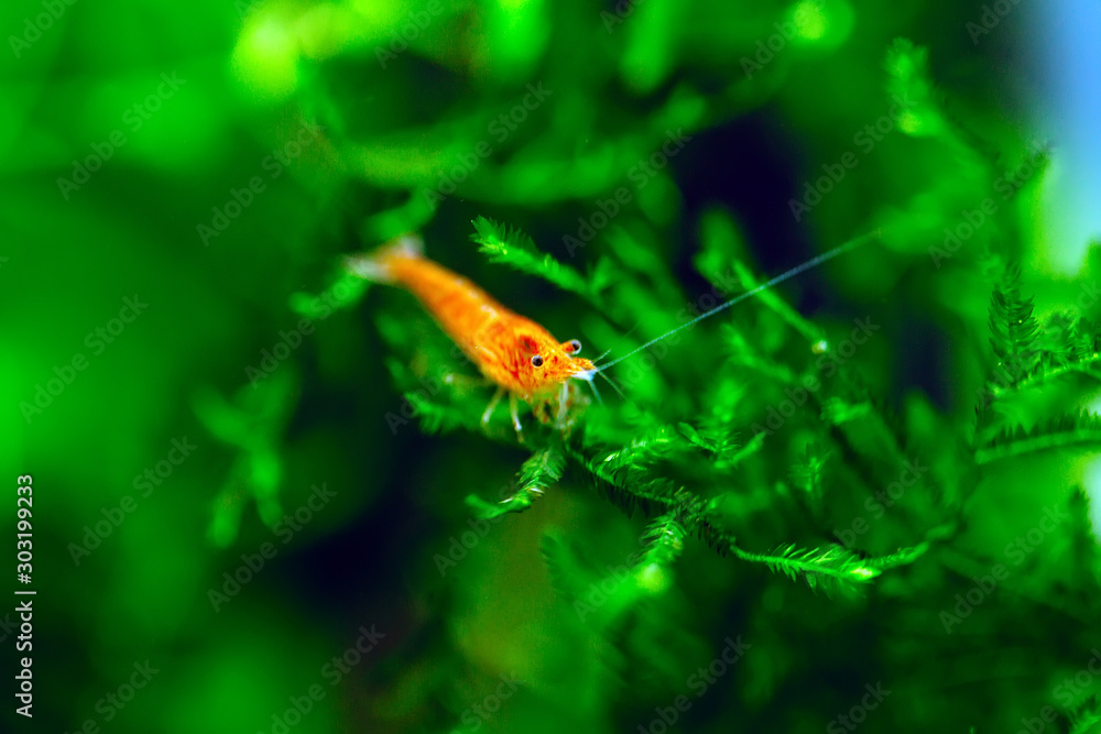 Big fire red or cherry dwarf shrimp with green background in fresh water aquarium tank.