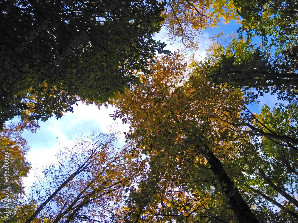 Obraz premium yellow tree in autumn