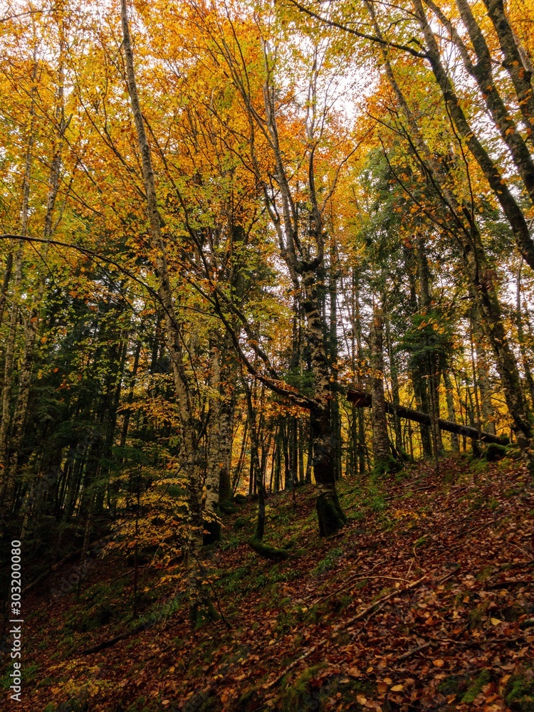 autumn in the forest autumn in the forest