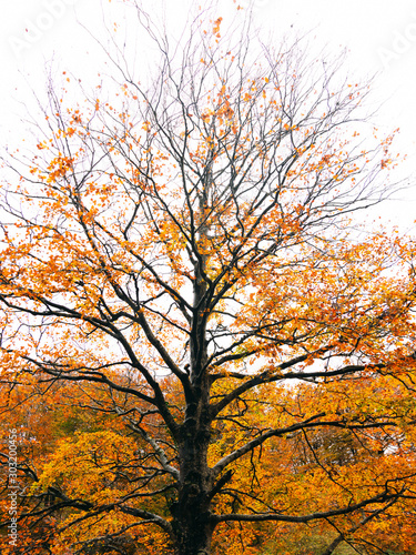 tree in autumn against white sky