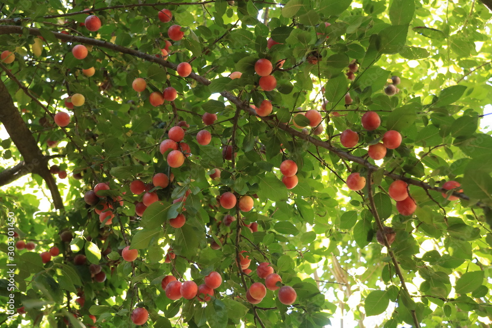 red plums red plums