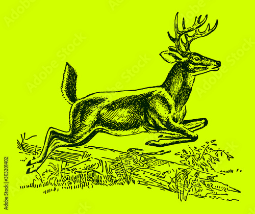 Male white-tailed or virginia deer odocoileus virginianus jumping over a lying tree trunk, on a bright green background. Editable in layers