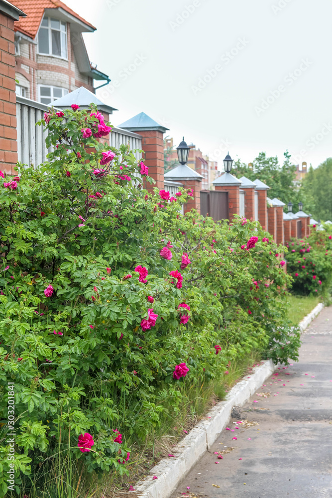The wild rose blooms pink flowers. The rose hip plant grows along a brick fence in the spring.