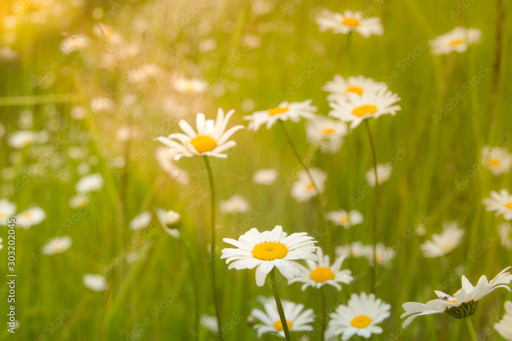 Fototapeta premium White Daisy flowers closeup. Chamomile field.