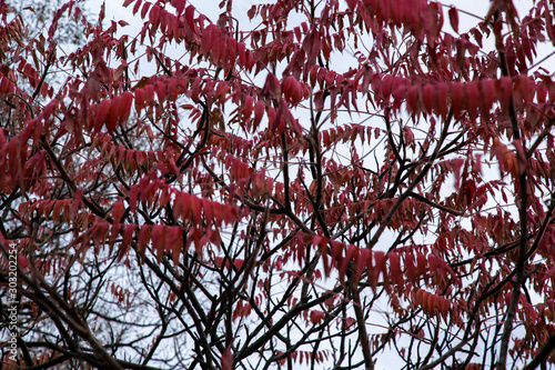 branches of a tree
