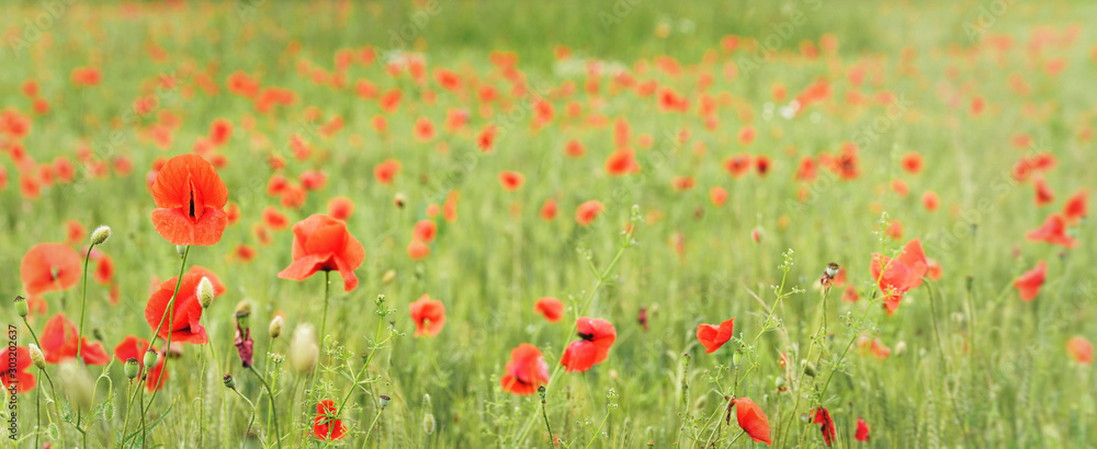 Wild red poppies growing in green wheat field, wide panorama banner