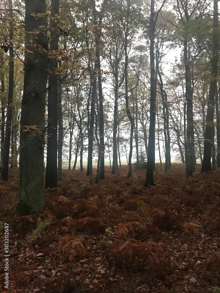 Fototapeta premium Im Wald