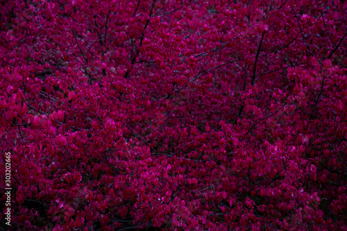 abstract pink background