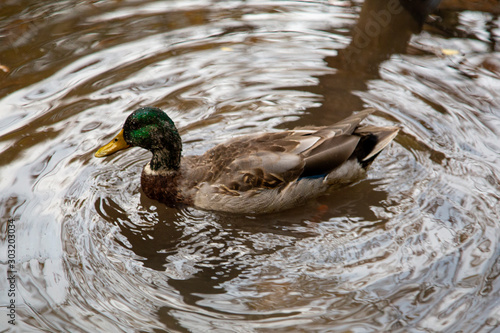 duck in the water