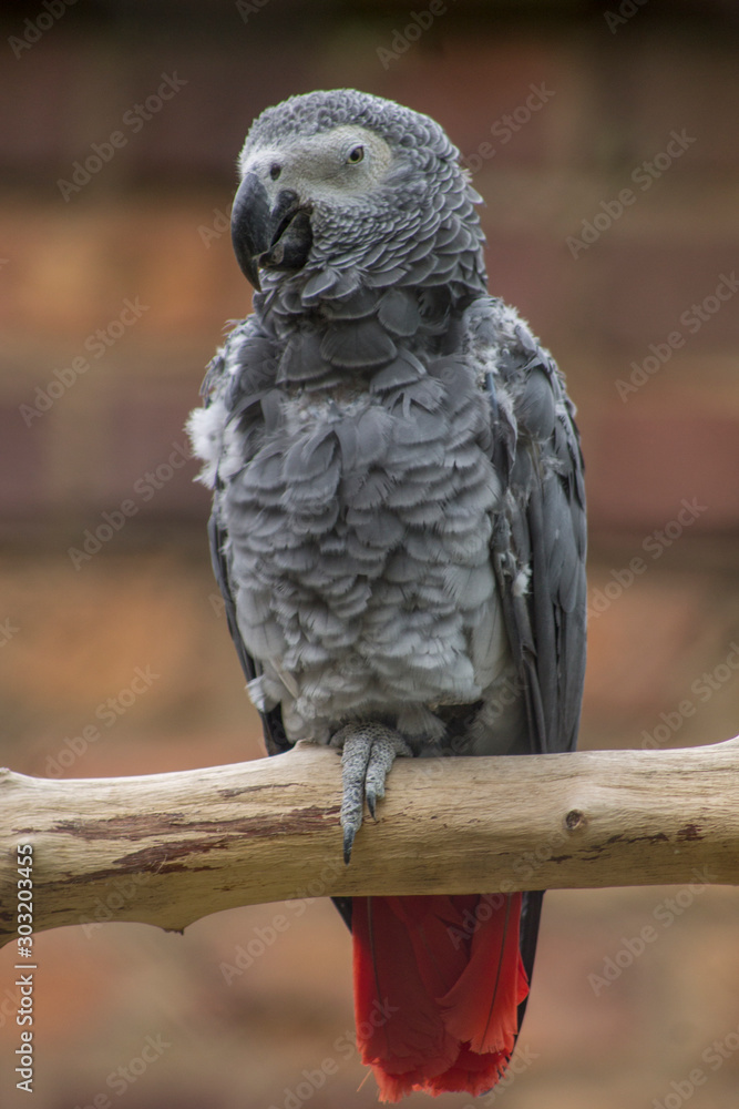 Naklejka African grey parrot