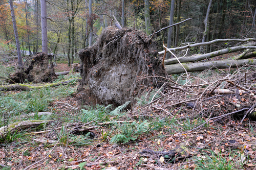 Sturmschaden im Wald mit entwurzelten Bäumen - Stockfoto