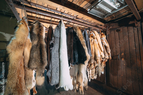 Animal fur.  foxes, raccoon, wolf, beaver, mink, nutria hanging after processing. photo