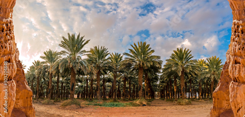 Panorama with plantation of date palms. Image depicts advanced desert agricul...