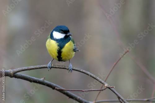 Common great tit sits on a thin tree branch