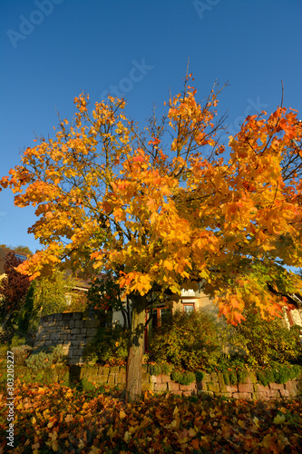 Colorful yellow tree in autumn