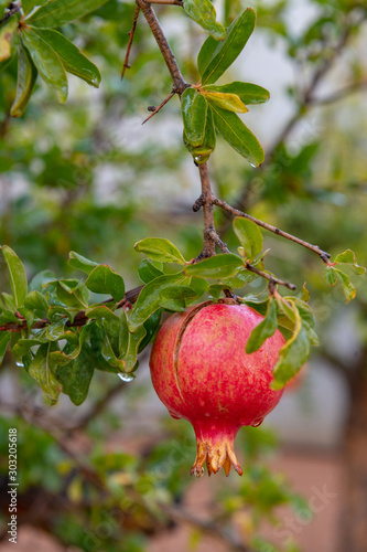 Pomegranate, small fruit tree with its fruit, the pomegranate.