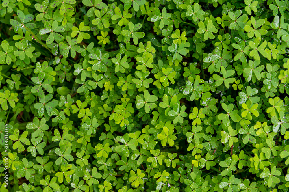 Clover leaf cloak outdoors in the rain Clover leaf cloak outdoors in the rain