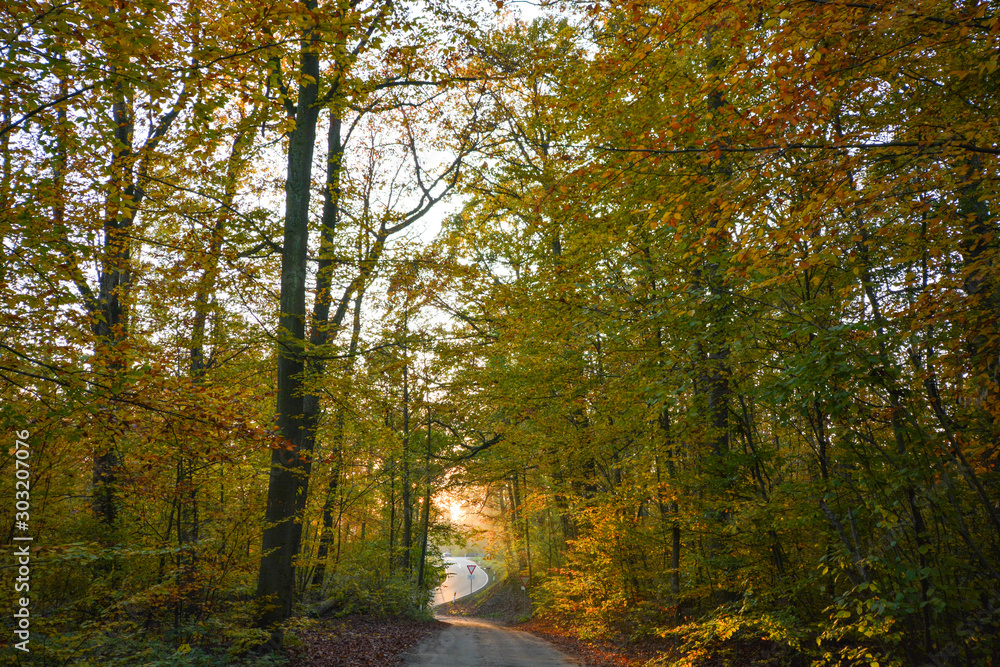 Obraz premium Autumn Street in the forest near Erlligheim, South of Germany