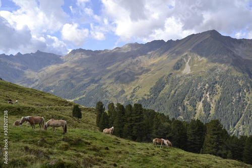 Grazing horses on a mountain meadow