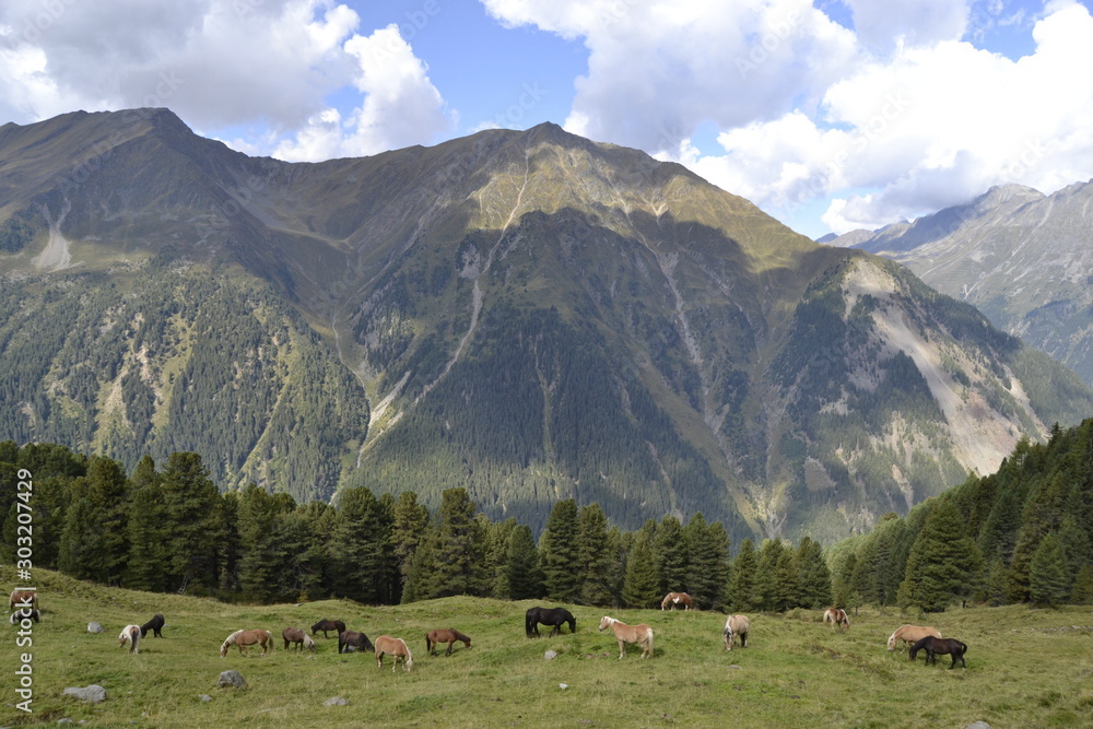 Horses on meadow with mountains in background