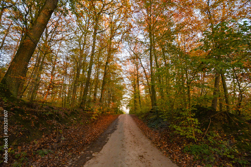 Autumn Street in the forest near Erlligheim, South of Germany