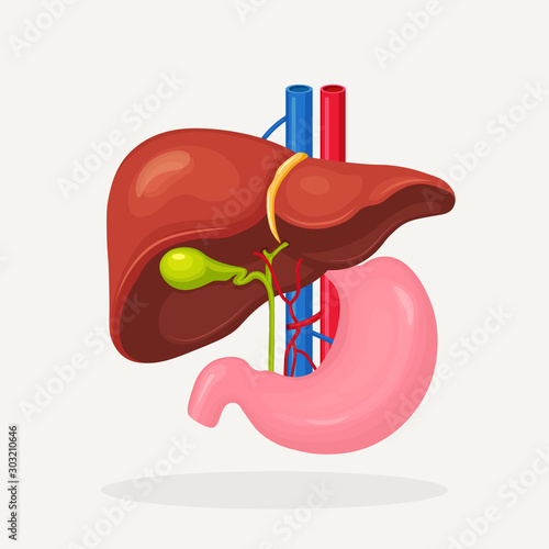 Stomach, liver icon isolated on white backgroung. Gallbladder, aorta, portal vein, hepatic duct. Medical science anatomy. Human internal organ. Digestive system. Vector flat design