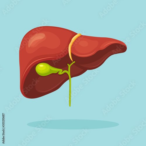 Human liver isolated on background. Internal organ. Gallbladder, aorta, portal vein, hepatic duct. Medical science anatomy. Vector flat design