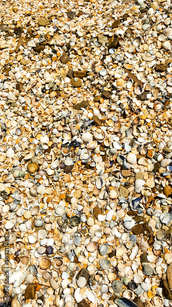 Close up of beach sand with lots of sea shells. horizontal close-up photo of sea small shells. Close up of beach sand with lots of sea shells. horizontal close-up photo of sea small shells.