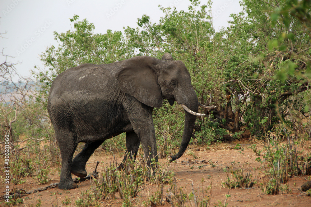 Fototapeta premium Elephant in Kruger National Park in South Africa