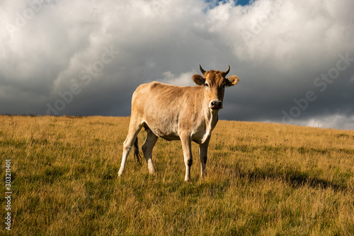 Cow in Zuruldi mountains - popular trek in Svaneti, Georgia.  photo
