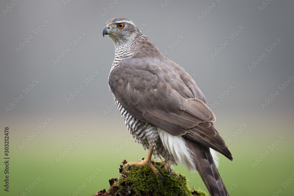 Northern goshwak (Accipiter gentilis) Northern goshwak (Accipiter gentilis)