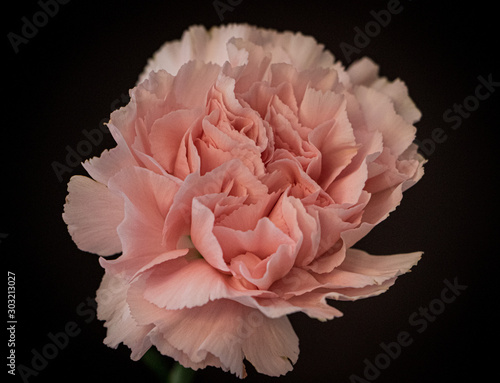 Pink Carnation