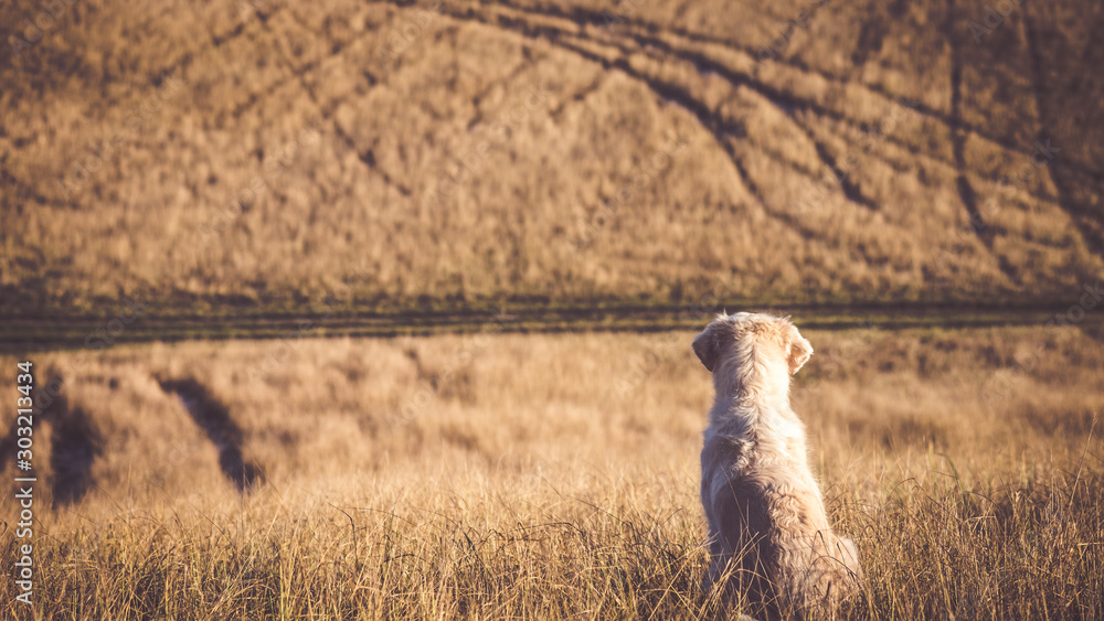 Fototapeta premium Golden Retriever schaut auf ein Feld